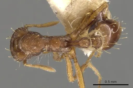 Strumigenys dohertyi - CASENT0900105