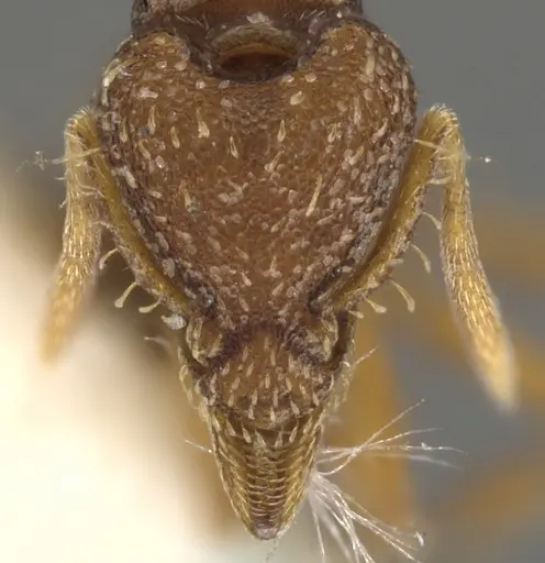 Strumigenys dohertyi - CASENT0900105