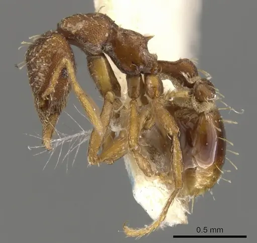 Strumigenys dohertyi - CASENT0900105