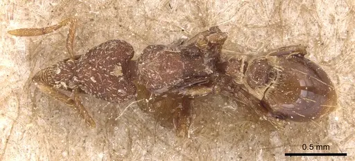 Strumigenys dohertyi - CASENT0904954