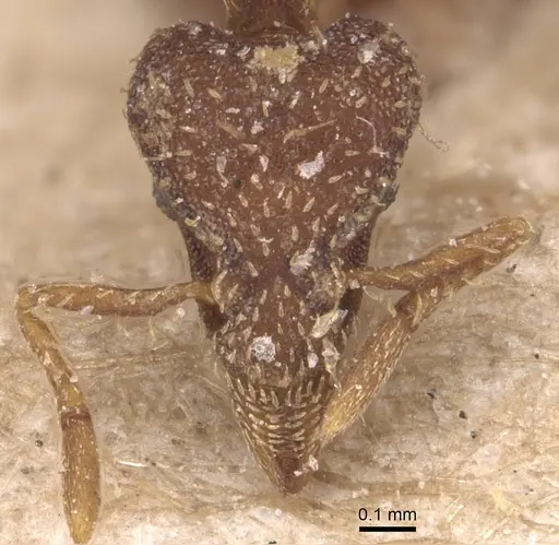 Strumigenys dohertyi - CASENT0904954