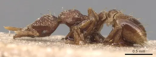 Strumigenys dohertyi - CASENT0904954