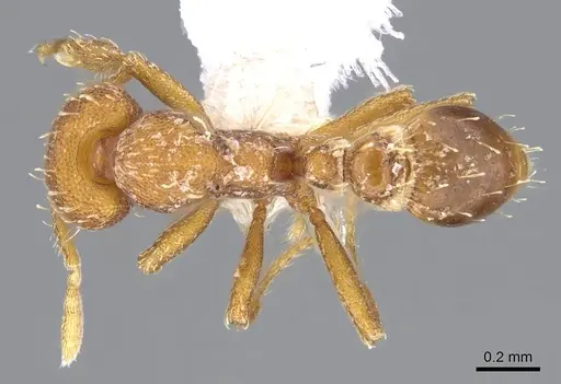 Strumigenys dohertyi - CASENT0914624