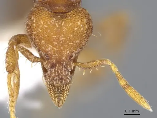 Strumigenys dohertyi - CASENT0914624