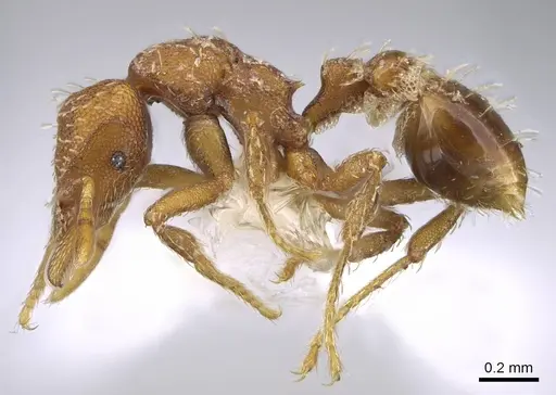 Strumigenys dohertyi - CASENT0914624