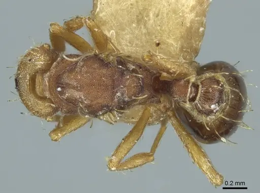 Strumigenys dohertyi - CASENT0915949