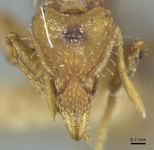 Strumigenys dohertyi - CASENT0915949