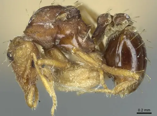 Strumigenys dohertyi - CASENT0915949