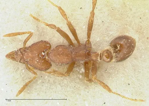 Strumigenys dohertyi - FOCOL2156