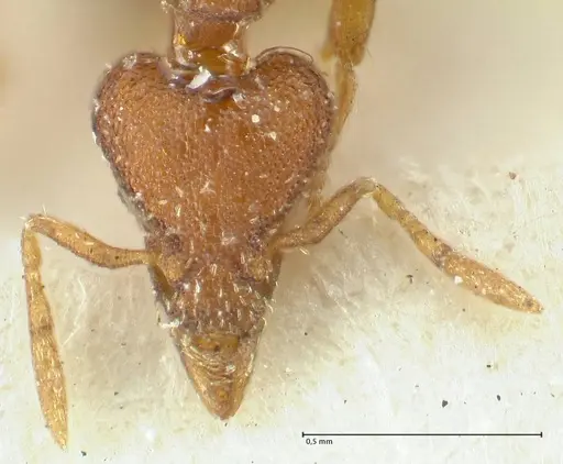 Strumigenys dohertyi - FOCOL2156