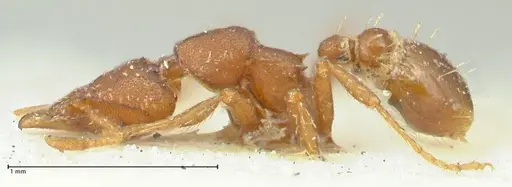 Strumigenys dohertyi - FOCOL2156