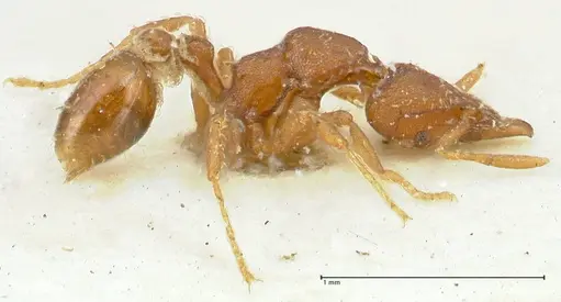 Strumigenys dohertyi - FOCOL2156