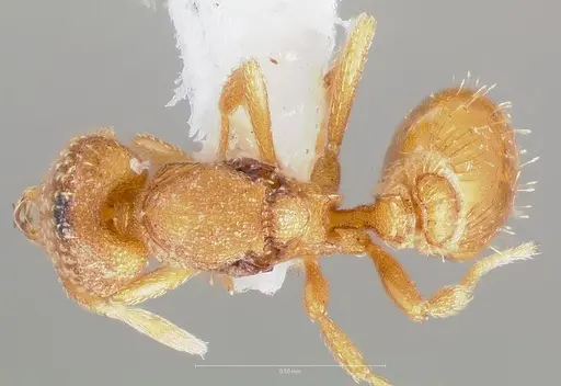 Strumigenys dolabra specimen