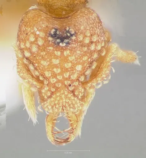 Strumigenys dolabra specimen