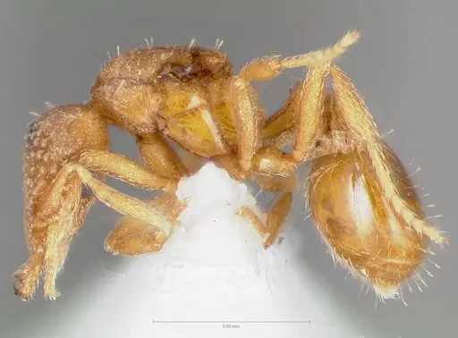 Strumigenys dolabra specimen