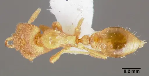 Strumigenys dolabra - CASENT0005523