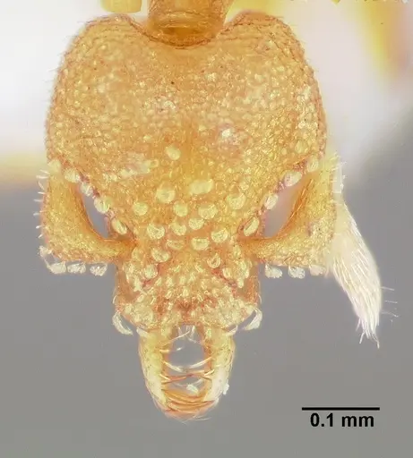 Strumigenys dolabra - CASENT0005523