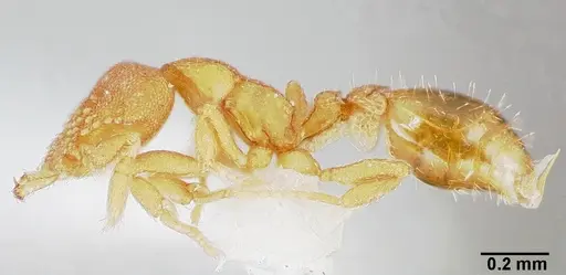 Strumigenys dolabra - CASENT0005523