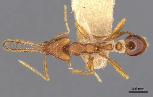 Strumigenys dolichognatha specimen