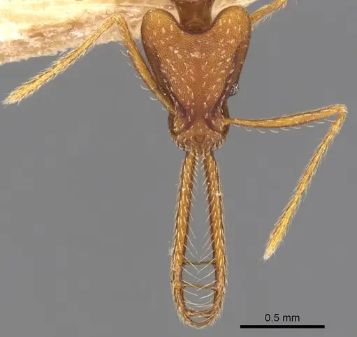 Strumigenys dolichognatha specimen