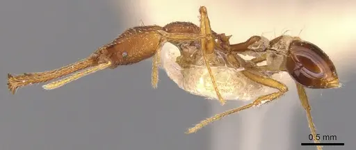 Strumigenys dolichognatha specimen