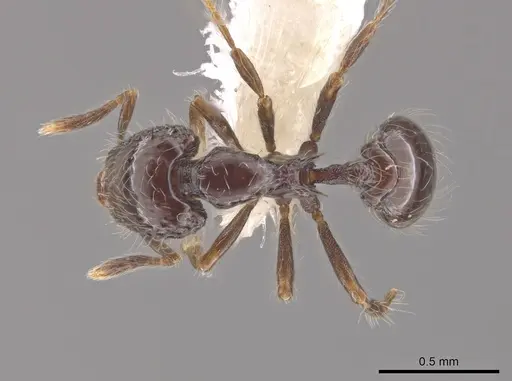 Strumigenys dontopagis specimen