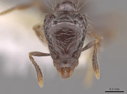 Strumigenys dontopagis specimen