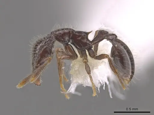 Strumigenys dontopagis specimen