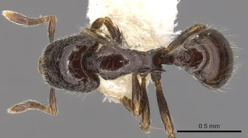 Strumigenys dontopagis - CASENT0900212