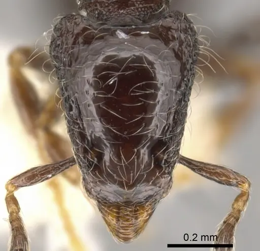 Strumigenys dontopagis - CASENT0900212