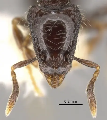 Strumigenys dontopagis - CASENT0900212