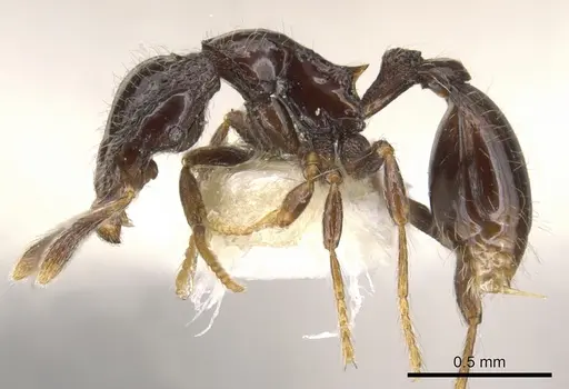 Strumigenys dontopagis - CASENT0900212