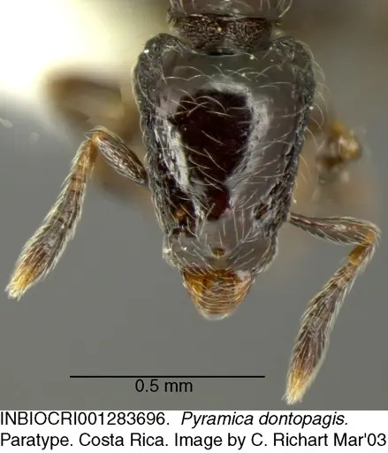 Strumigenys dontopagis - INBIOCRI001283696