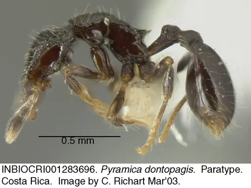 Strumigenys dontopagis - INBIOCRI001283696