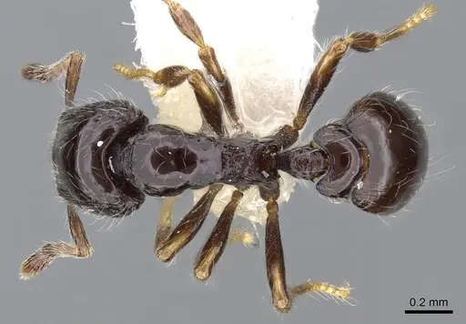 Strumigenys dontopagis - INBIOCRI002272042