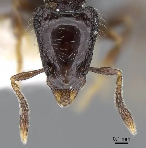 Strumigenys dontopagis - INBIOCRI002272042