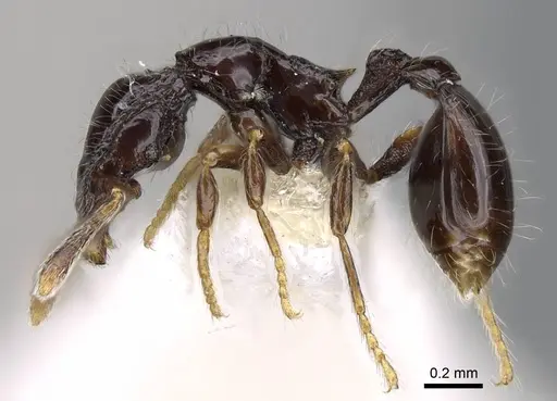 Strumigenys dontopagis - INBIOCRI002272042