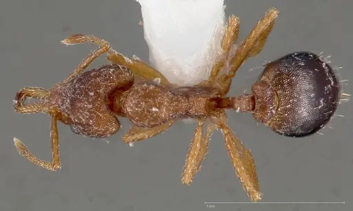 Strumigenys dora specimen