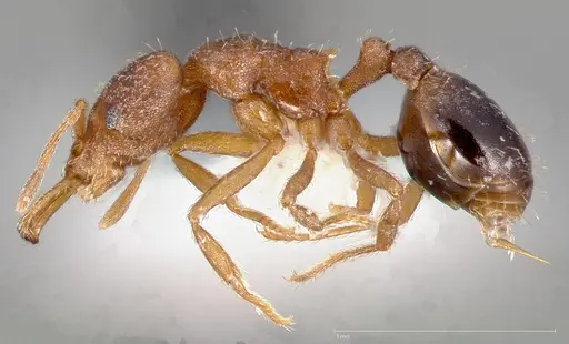 Strumigenys dora specimen