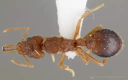 Strumigenys dora - CASENT0005525