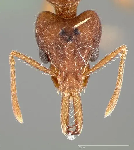 Strumigenys dora - CASENT0005525