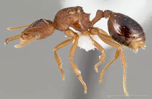 Strumigenys dora - CASENT0005525