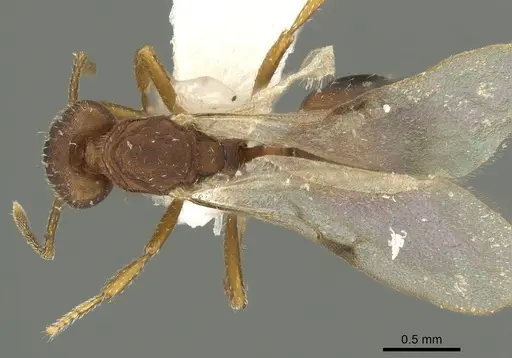 Strumigenys dora - CASENT0900699