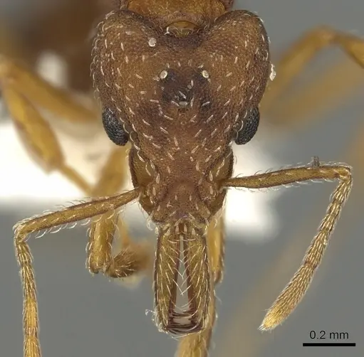 Strumigenys dora - CASENT0900699