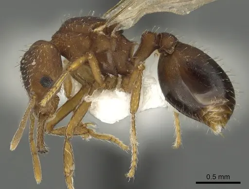 Strumigenys dora - CASENT0900699