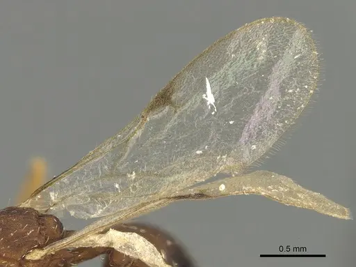 Strumigenys dora - CASENT0900699