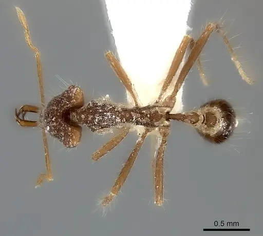 Strumigenys doriae specimen