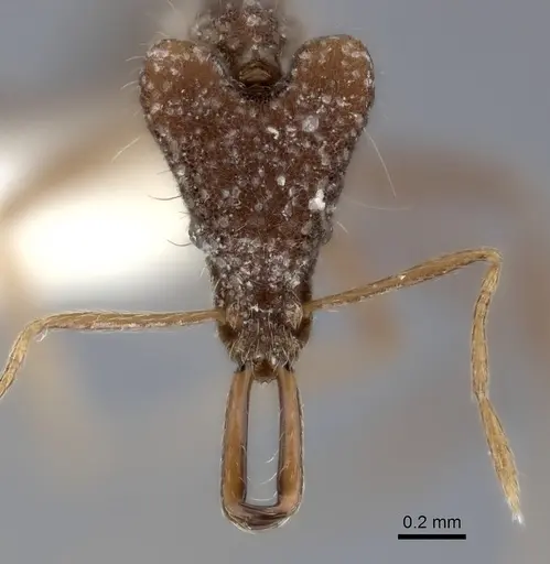 Strumigenys doriae specimen