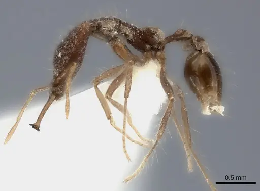 Strumigenys doriae specimen