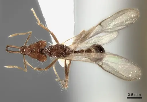 Strumigenys doriae - CASENT0217949